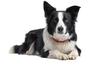 Adorable Border Collie dog lying down, looking at the camera.