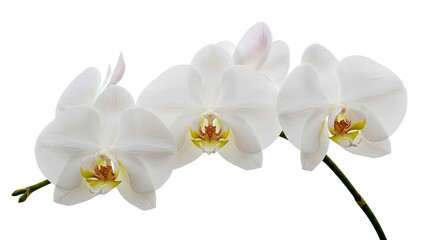 Obraz premium elegant white phalaenopsis orchids perfect for spa wellness and beauty branding website design or greeting cards