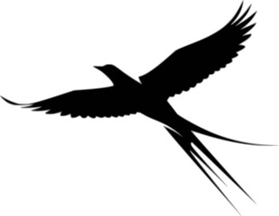 Obraz premium Soaring Silhouette: A minimalist illustration captures the essence of freedom and grace, showcasing a sleek black and white bird in full flight.