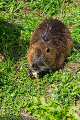 Brown nutria eats on the grass in a zoo. Vertical orientation.