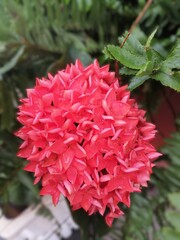 Vibrant Red Ixora Flower Cluster in Sunlight