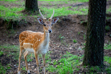 Obraz premium Sika deer walking in the forest. Free range, safari, zoo.