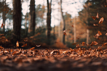 A serene forest path is covered in fallen leaves, while a gentle breeze lifts several leaves into the air. Sunlight filters through the trees, creating a warm autumn atmosphere