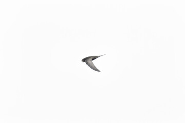 Common Swift (Apus apus) in flight over Bull Island, Dublin – coastal urban wetlands