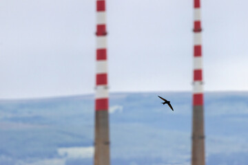Common Swift (Apus apus) in flight over Bull Island, Dublin – coastal urban wetlands