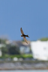 Common Swift (Apus apus) in flight over Bull Island, Dublin – coastal urban wetlands
