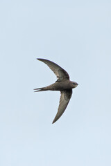 Common Swift (Apus apus) in flight over Bull Island, Dublin – coastal urban wetlands
