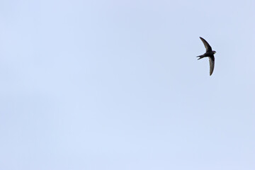Common Swift (Apus apus) in flight over Bull Island, Dublin – coastal urban wetlands