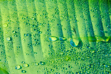 Water droplets on banana leaf