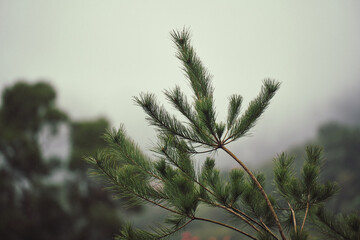 A close-up shot of a pine branch against a misty, overcast background. The branch is in sharp...