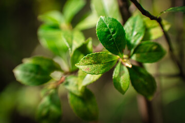 Close-up of green leaves on a branch, backlit by sunlight. Soft focus and shallow depth of field.