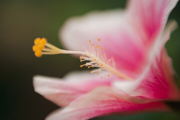Close-up of a pink hibiscus flower with a prominent yellow stamen and pistil. Soft, blurred background.