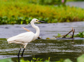 Little egret in chitwan national park 