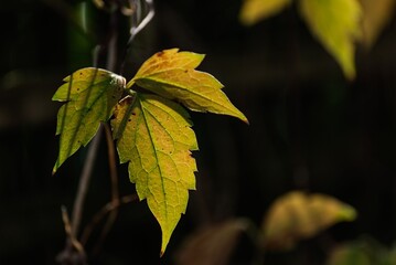 Close-up of a green leaf with visible veins