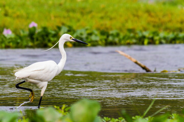 Little egret in chitwan national park 