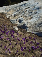 Spring purple crocuses blooming through melting snow in the Carpathian Mountains. 