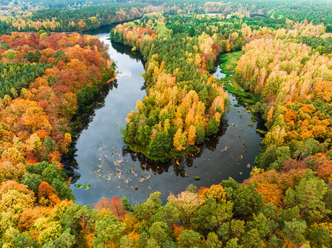 Yellow and green forest and autumn river, Poland