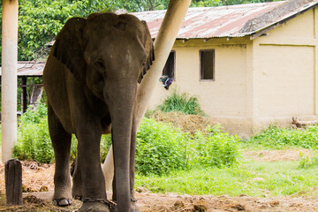 A young elephant in the farm  