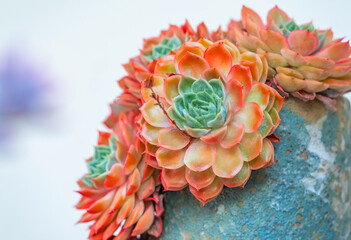 Miniature succulent plants in a planter