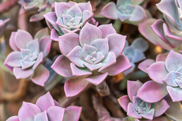 purple miniature succulent plants in a planter