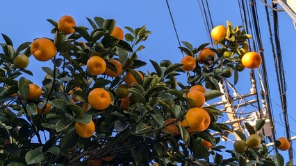 キンカン