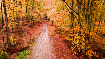 Leafy road in autumn forest in Poland