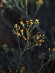 Close-up of delicate yellow flowers known as false nasturtium blooming on a slender stalk, showcasing the beauty of nature with a blurred background and soft lighting