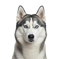 Siberian Husky with blue eyes looking directly at camera, striking facial features, isolated white background