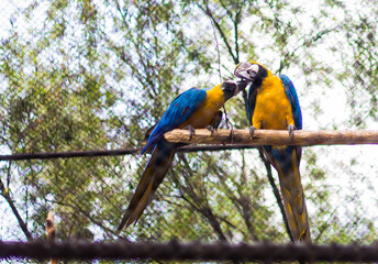 Blue and yellow macaw parrot