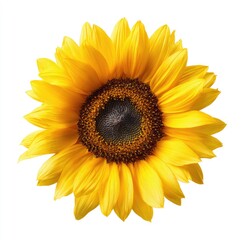 Bright sunflower, close-up, isolated on white