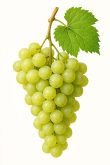 Fresh Green Grape Bunch with Leaf Isolated on White Background. Organic Fruit Close-Up