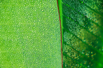 Green banana leaf with water drop.
