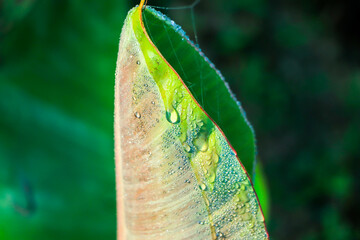 water drops on banana palm leaf, purity nature background