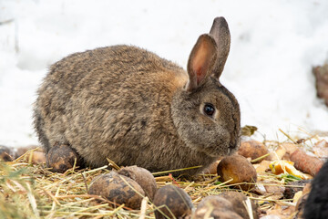 Brown rabbit eating potatoes and hay on snowy ground in winter season outdoors. concept of wildlife interaction, winter wildlife behavior, animal care and survival