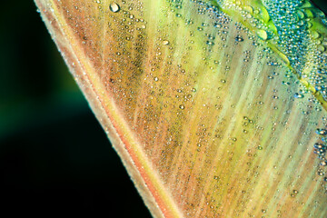 water drops on banana palm leaf, purity nature background