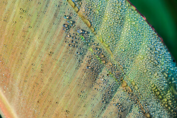 Water droplets on banana leaf , Nature background.