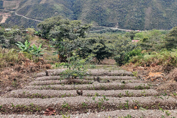 View of rows of parallel cultivation of coca plantation
