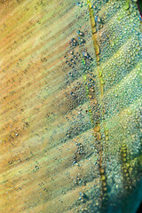 Water droplets on banana leaf , Nature background.