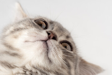 Close-up of a curious gray tabby cat with soft fur looking up on a plain white background, concept...