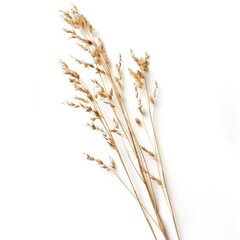 Fototapeta premium Dried tan grasses against a white background