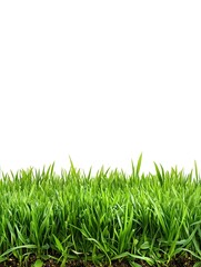 Obraz premium Eco-Friendly Green Grass Field: Vibrant Nature and Biodiversity in Rural Landscape