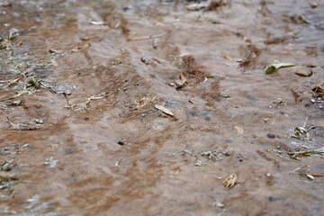 Freezing rain creates a slick layer of ice on the ground, with scattered leaves and debris,...