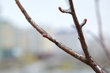 Branch covered in ice from freezing rain, showcasing intricate details of frost and glistening droplets against a blurred urban background, evoking a serene winter atmosphere