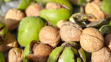 Green walnut pericarp surrounding mature walnuts, showcasing vibrant textures and natural colors,...