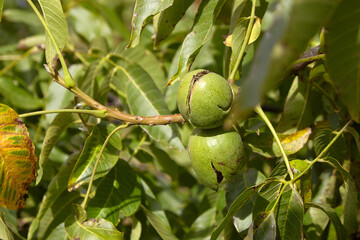 Green walnut pericarp hanging on tree branch surrounded by lush green leaves, showcasing natural...