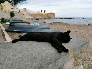 Black cat lounging on a stone wall by the beach, with colorful boats resting nearby, enjoying a...
