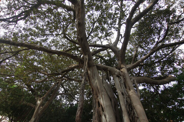 Majestic tree with sprawling branches and lush green foliage, showcasing intricate bark textures and a vibrant canopy, creating a serene natural environment for relaxation and exploration