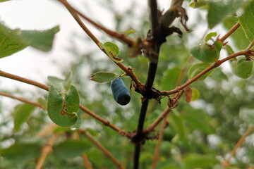 Honeysuckle berry hanging on a bush branch surrounded by lush green leaves, showcasing vibrant...