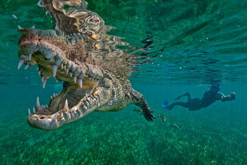 American crocodile (Crocodylus acutus) and free diver in the mangroves. National park Jardines de La Reina (Gardens of the Queen)  Cuba 