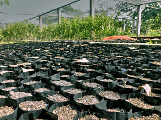 Pots with germinating seeds, for greenhouse